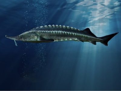 تولید سالانه ۱۰۰۰ تن ماهیان خاویاری در مجتمع رنگین بان پلدختر