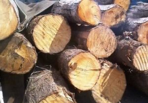 محموله‌های ۲۵ تنی چوب فاقد مجوز در پلدختر توقیف شدند