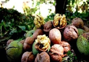 رتبه سوم لرستان در تولید گردوی کشور