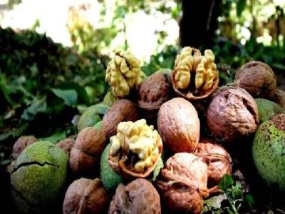 رتبه سوم لرستان در تولید گردوی کشور