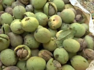 برداشت بیش از پنج هزار تن گردو در بروجرد