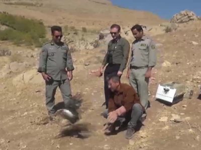 رهاسازی ۱۰ پرنده شکاری در طبیعت دورود