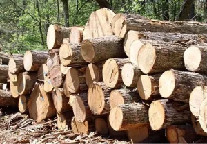 ۲ تن چوب فاقد مجوز در پلدختر کشف شد