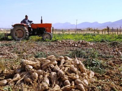 برداشت ۴۰۰ هزار تن چغندرقند از مزارع لرستان