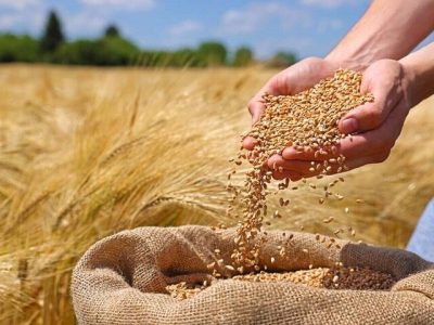 خرید ۳۰ هزار تن گندم در ازنا