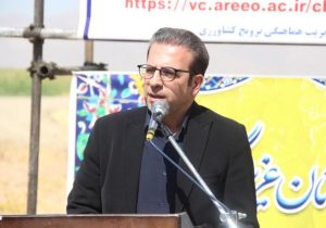 کاشت ۱۶۰ هکتار آفتاب‌گردان در دورود
