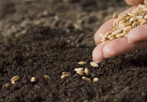 توزیع ۲ هزار و ۲۰۰ تن بذر گندم در بین کشاورزان لرستانی
